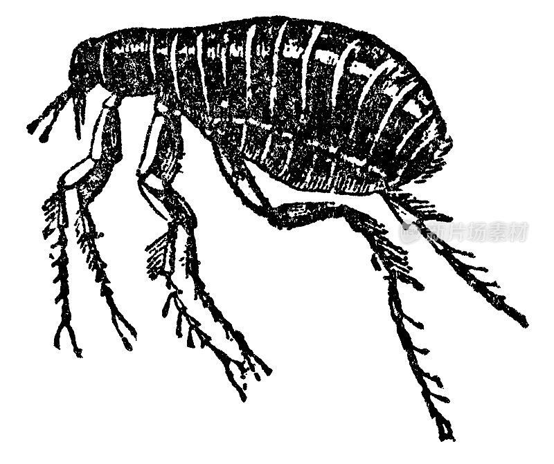 人类跳蚤昆虫(Pulex Irritans) - 19世纪